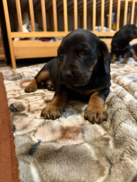 Ginczy polski szczeniak