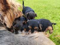 Yorkshire Terrier – szczeniak z rodowodem SWKiPR

Maluch jest już po p