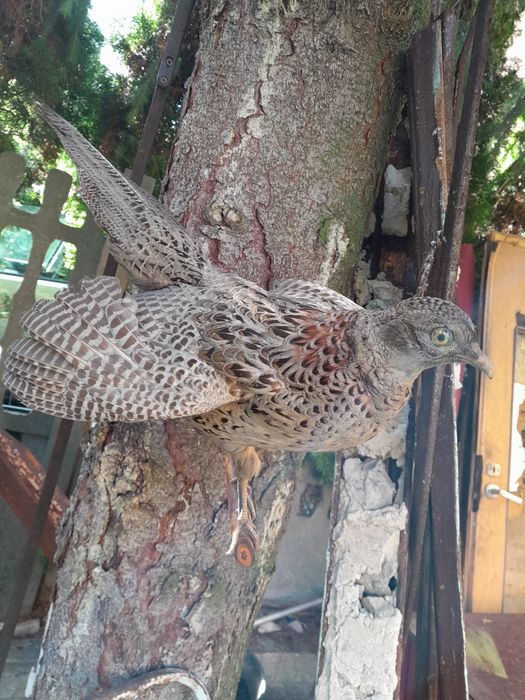 Spreparowany wypchany ptak bażant trofea