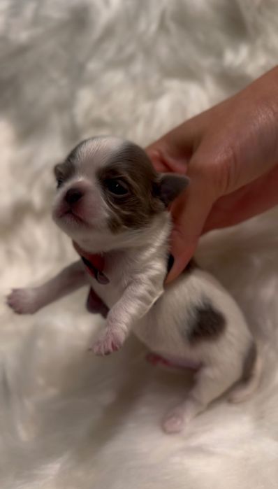 Uroczy, LILIOWY Chihuahua mini - długowłosy