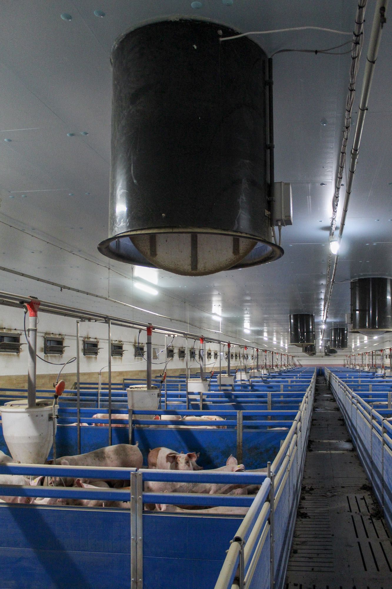 Podbitka Termoizolacyjna Do Obory Kurnika Tuczarni Styrodur XPS AGRO