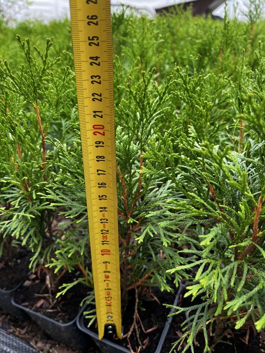 Tuja szmaragd doniczka p9