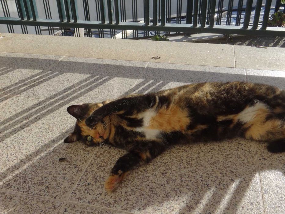 Três gatinhas para adoção responsável