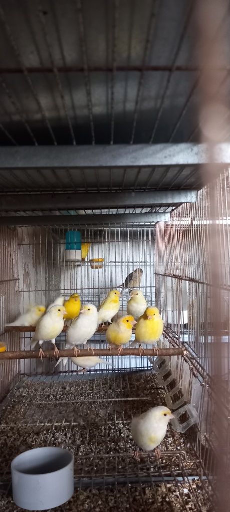 Canários amarelo intenso