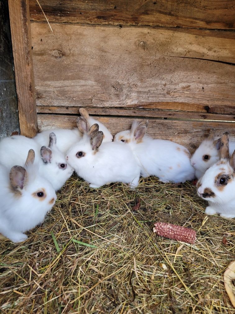 Kruliczki miniaturki