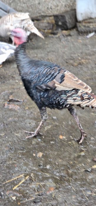 Indyki i indyczki tegoroczne.