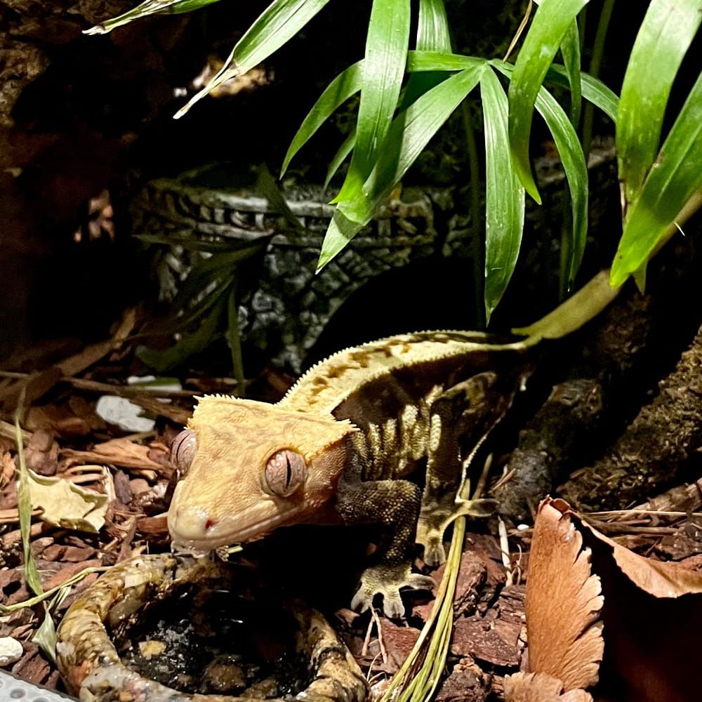 Gecko nutrition owoce leśne 100g