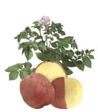 Ziemniaki - sadzeniak vineta, denar, Lily, lady roseta [warzywa od rol