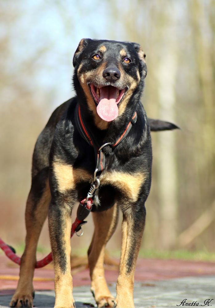 Czarny, starszy i (nie)zwykły kundelek. Super pies do adopcji.