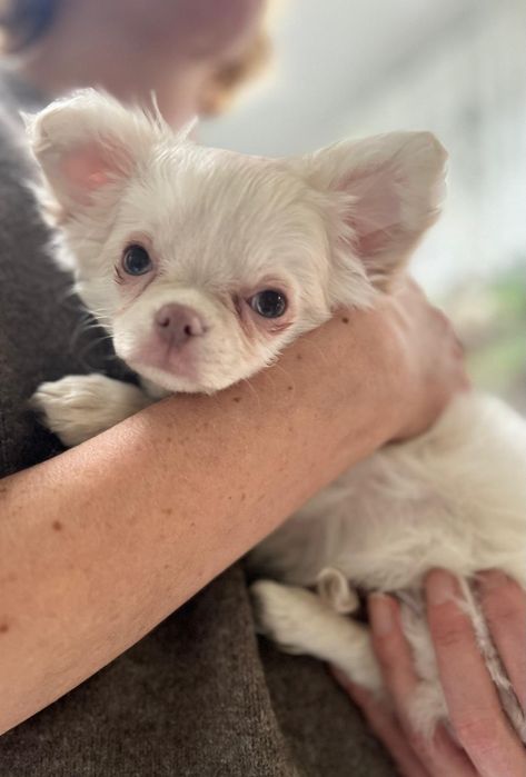 Chłopiec długowłosy fci i