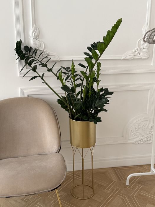 Kwietnik zloty swen stojak doniczka rośline rośliny zamioculcas