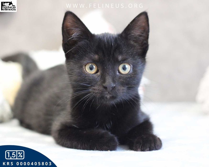 Ciekawski i towarzyski kociak czeka na dom