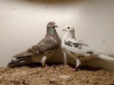 Gołębie pocztowe młode stipper brown almond