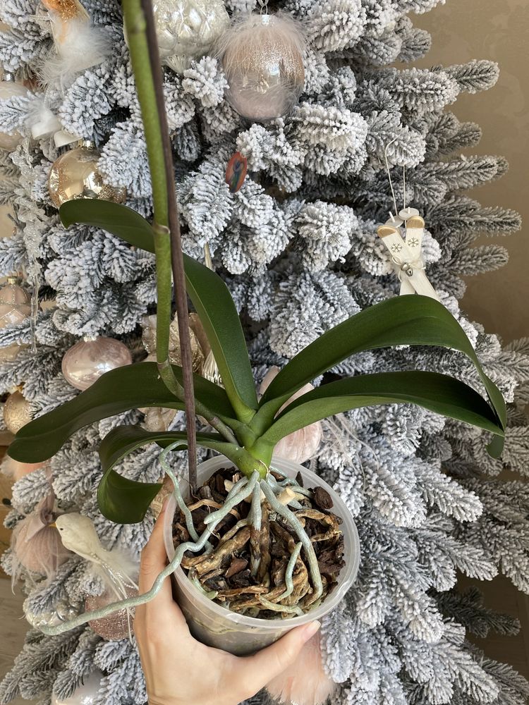 Орхідея фаленопсис велика
