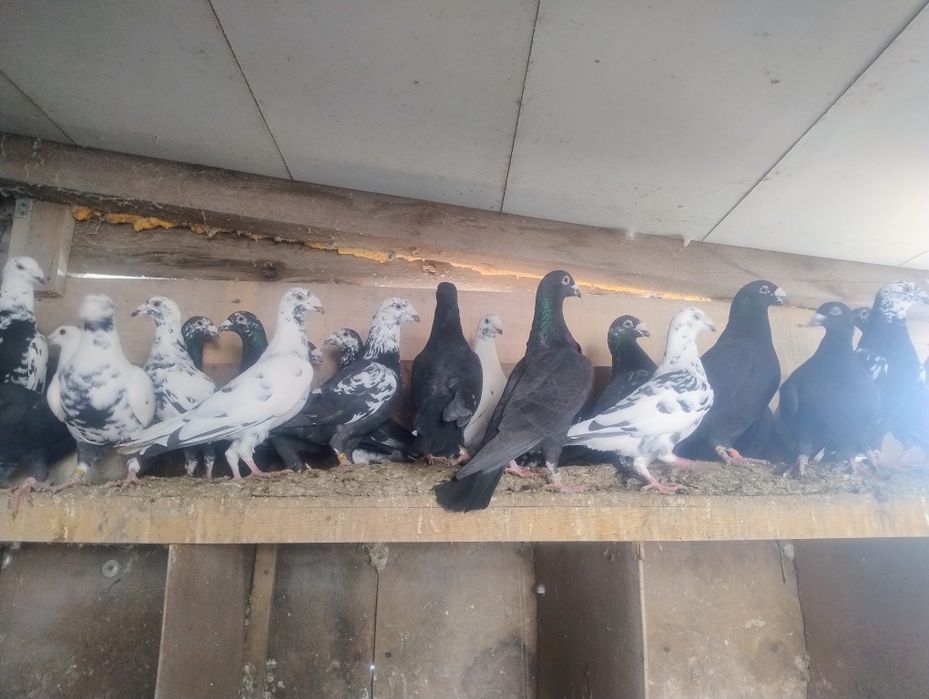 Gołębie Mulemans czarny Tygrysy