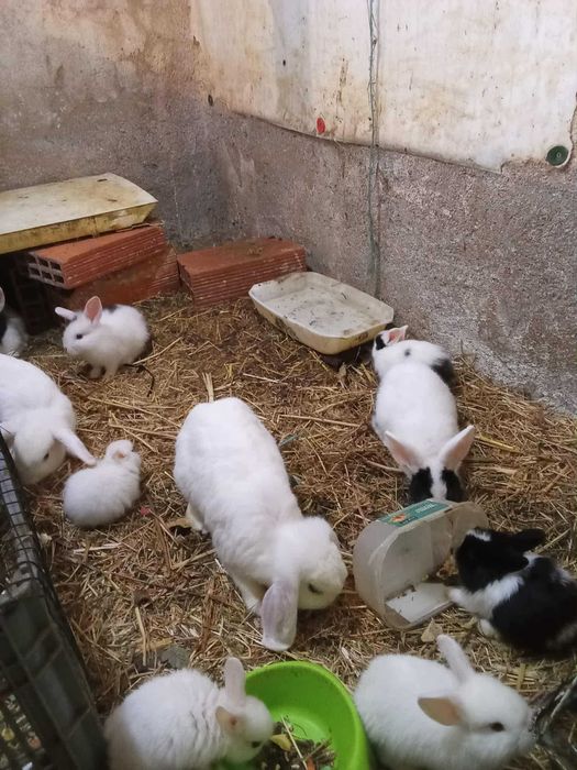 Coelhos para venda
