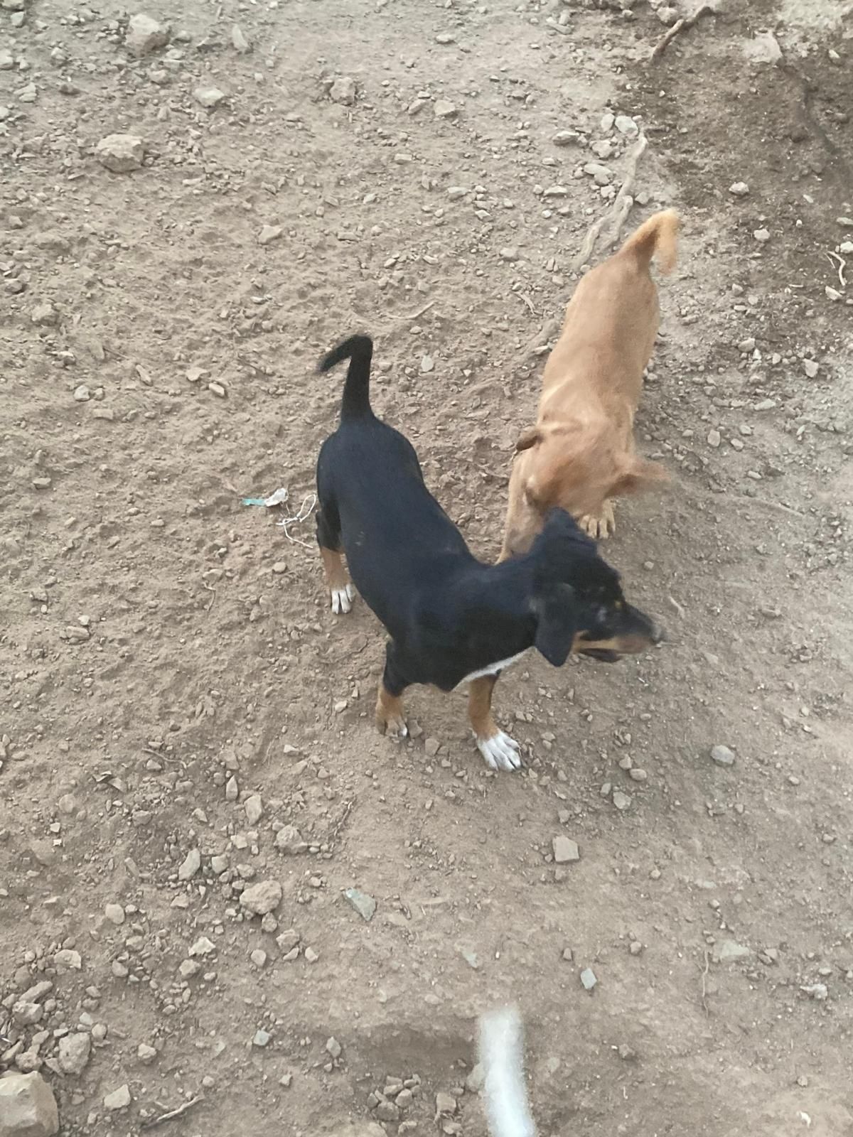 Cachorros para dar