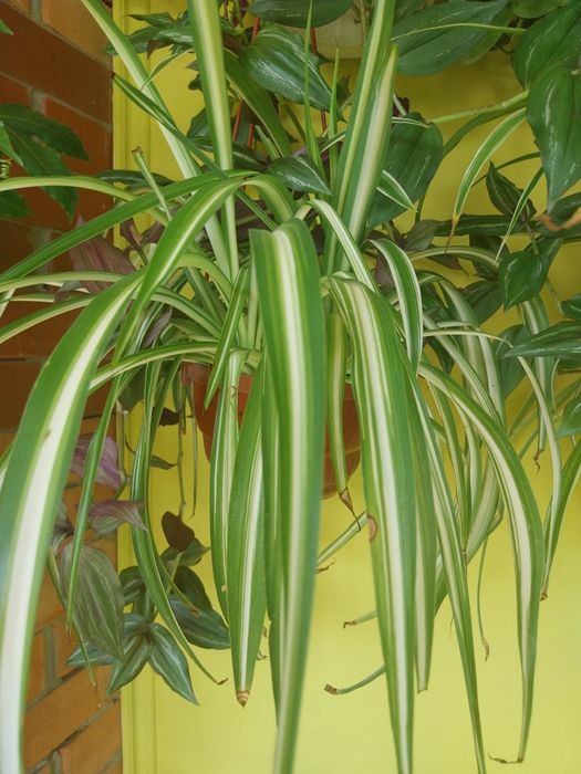 набором саджанці 15 штук  різних квітів пеларгонии,традесканция,плющ