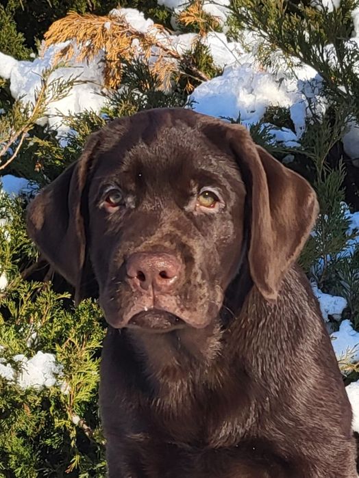 Хлопчик лабрадора ретривера!