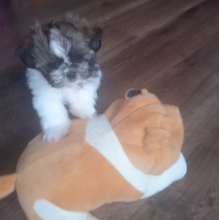 Piesek shih-tzu, piękny.