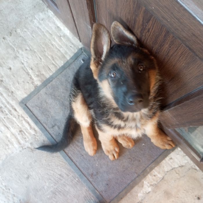 Продається німецька вівчарка