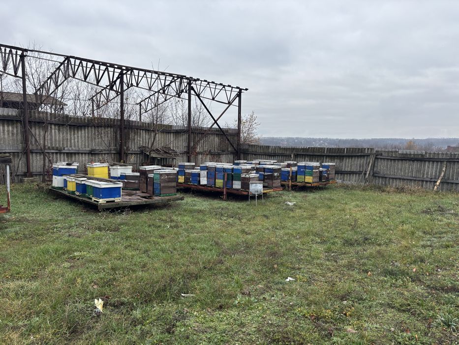 Продам готовий бізнес кочова пасіка на платформах бджоли