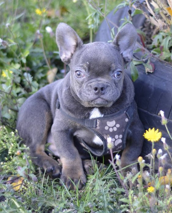 Хлопець міні в блакитному забарвленні