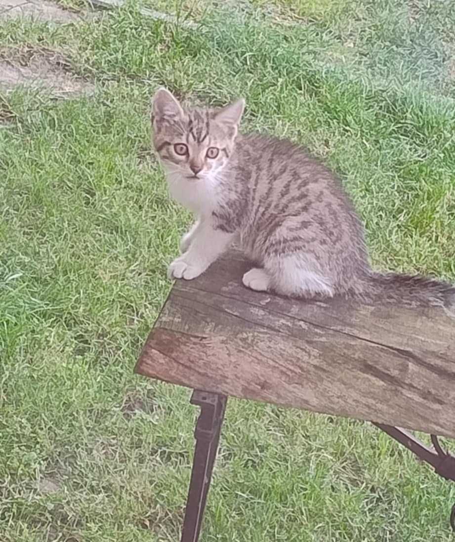 Mała kotka do adopcji