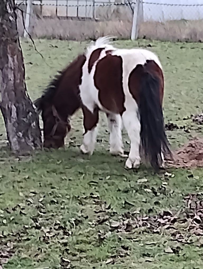 Sprzedam kucyki w typie szetlanda
