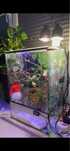 Terrarium dla kameleona lub innego gada