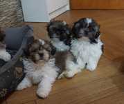 suczka tricolor shih tzu