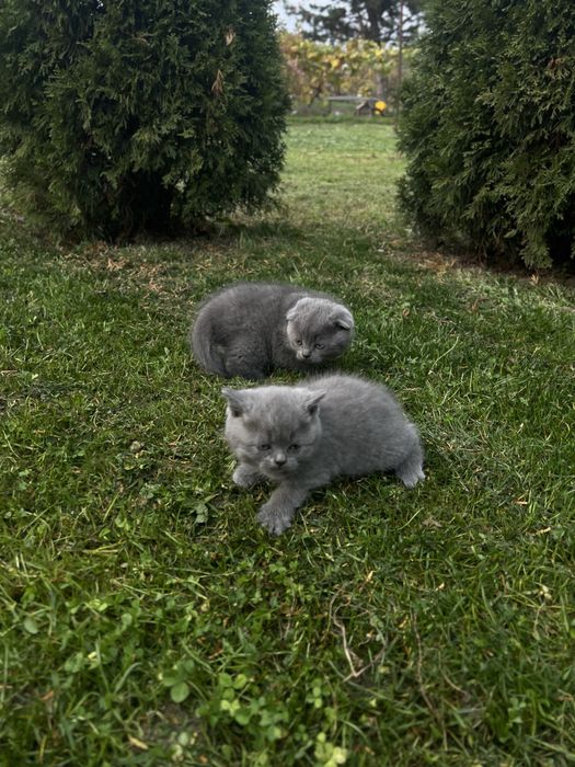 Продам кошенята породисті