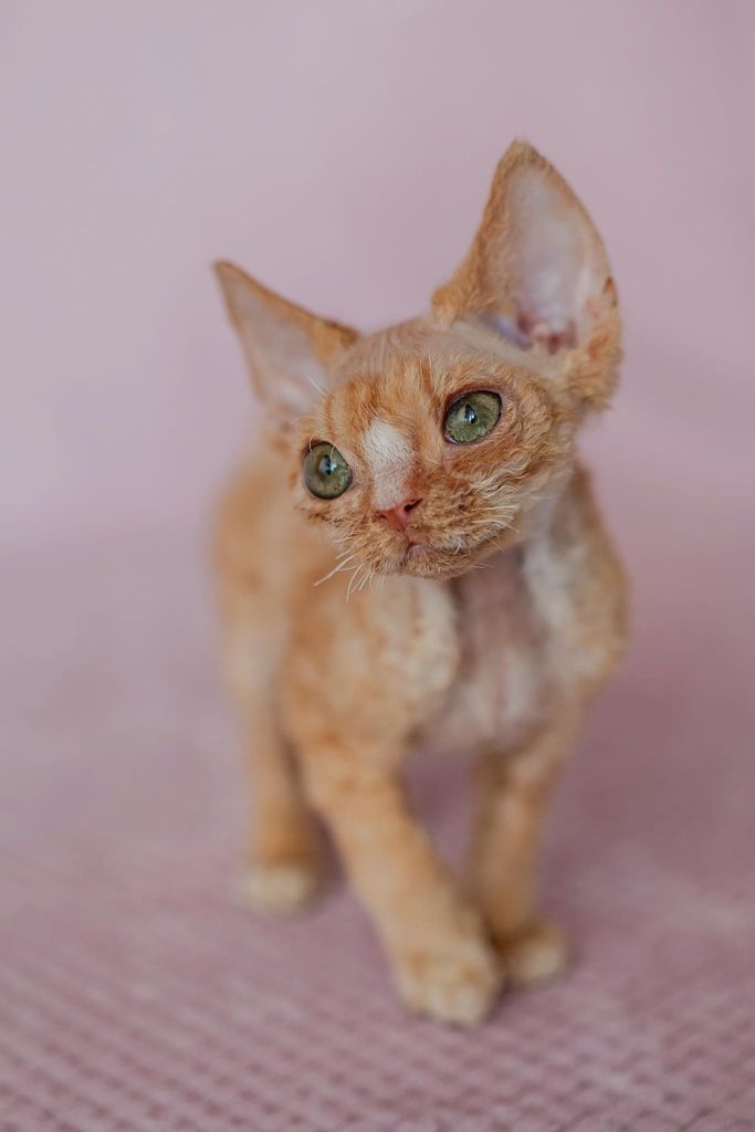 Devon rex rudy kocurek