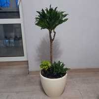 Драцена - комнатное растение, высота 1 м