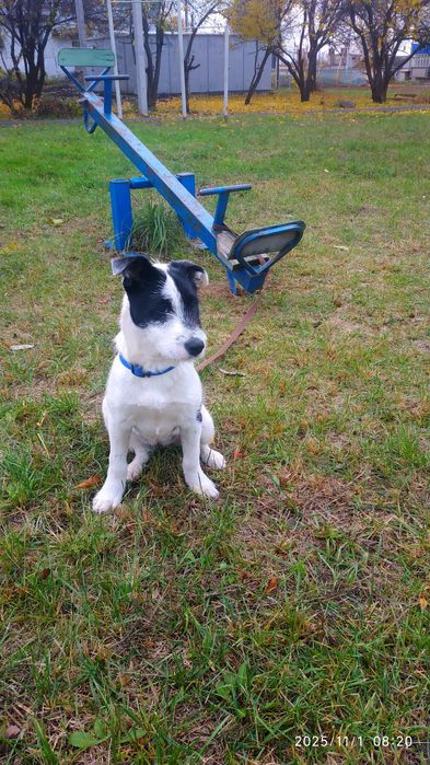 Отдам в хорошие руки (девочка)