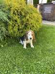 Szczeniak Beagle Piesek