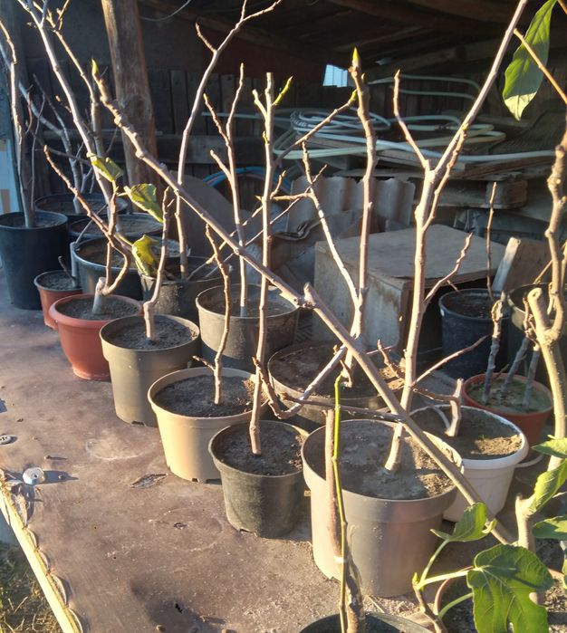 Саджанці інжиру різних сортів