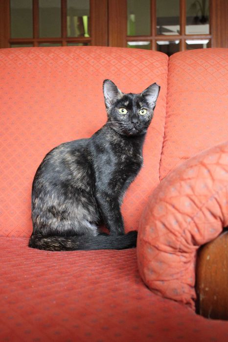 ESTERILIZADA | Gatinha disponível para adoção muito responsável