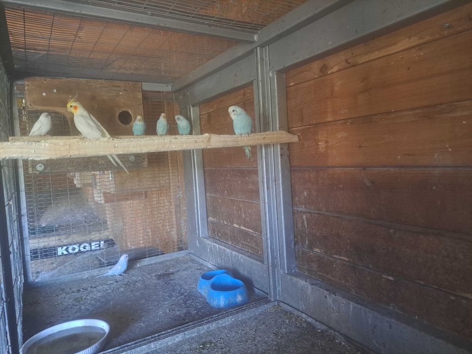 Disponíveis caturras, agapornis e periquitos