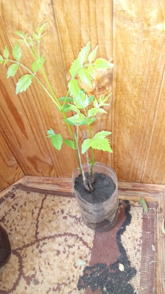 Распродажа! Саженцы текомы (кампсиса), 2-х летка