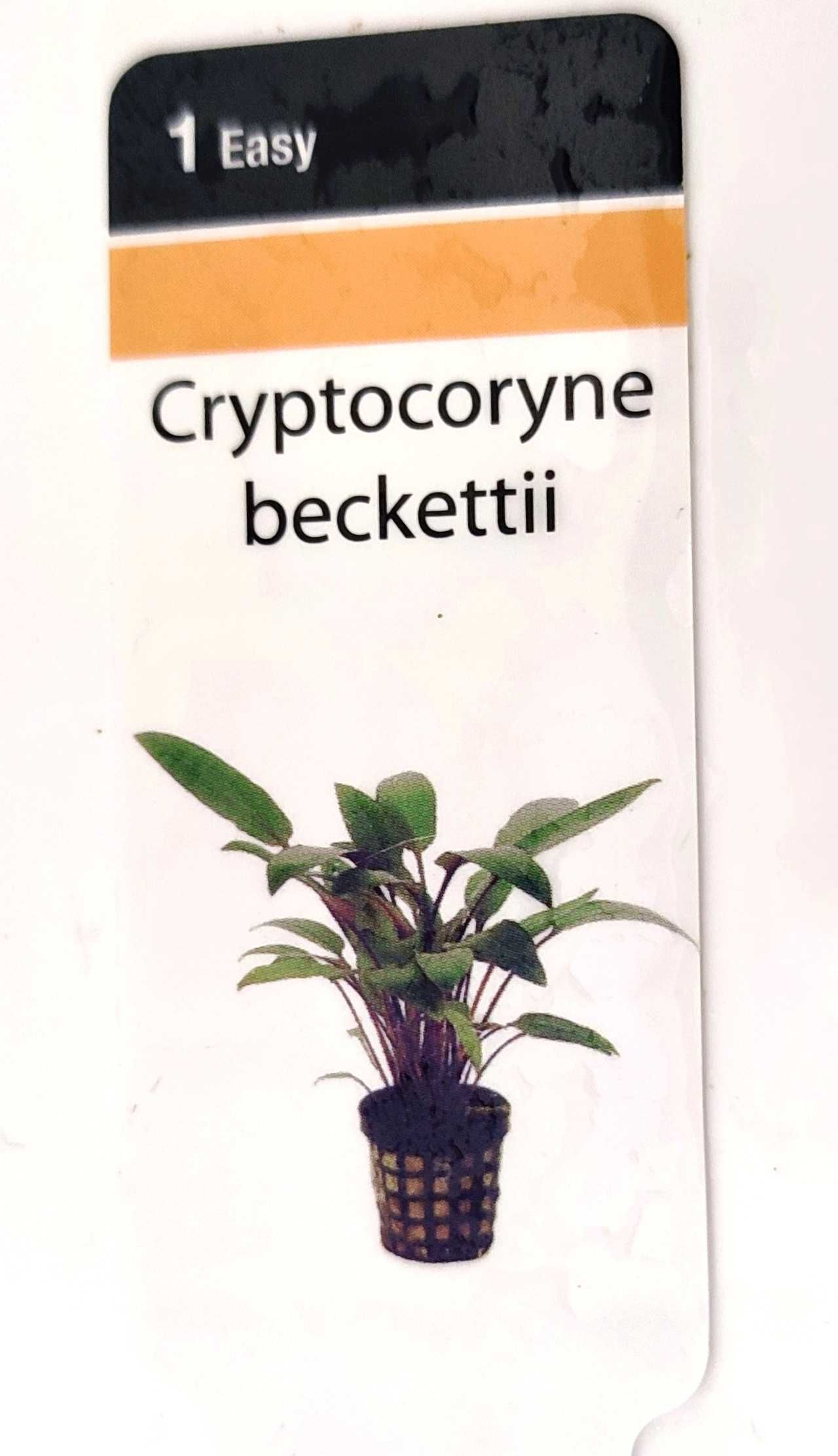 Cryptocoryne Beckettii Rośliny Ozdoba Kryptokoryna Wysyłka Sklep