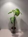 Monstera Aurea Marmorata