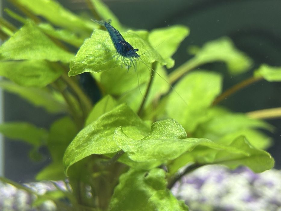 Neocaedina blue velvet