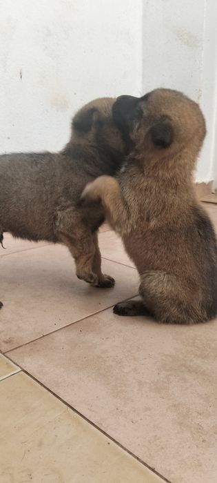 Serra da estrela x Pastor alemão