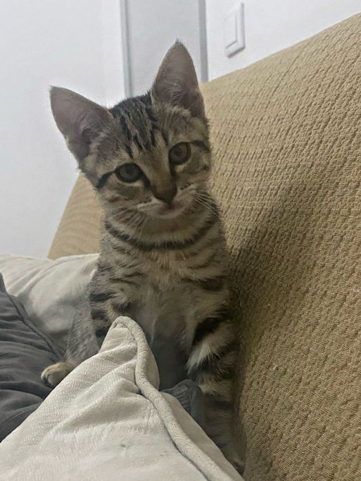 Doa-se gatinho de 2 meses