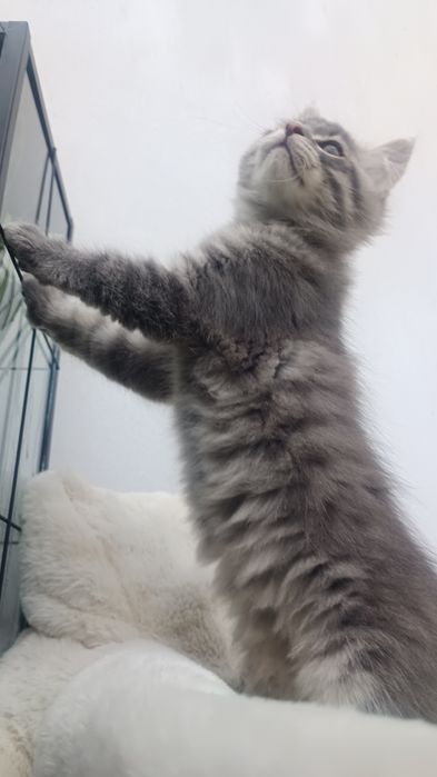 Kocurek syberyjski gotowy do odbioru