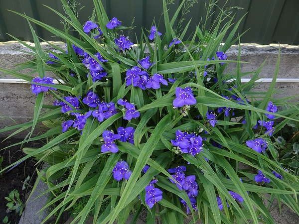 Традесканция садовая, лунник, лилейник желтый , водосбор