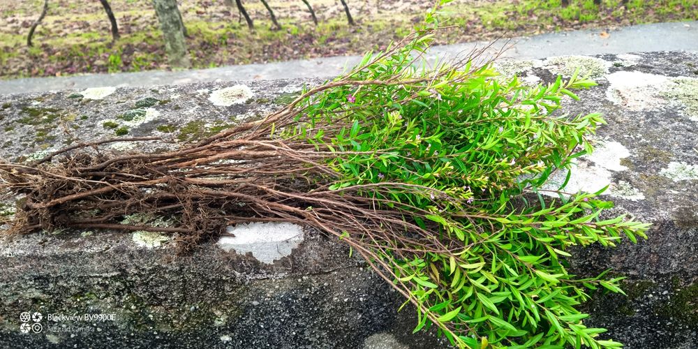 Planta para sebe Falsa -Erica