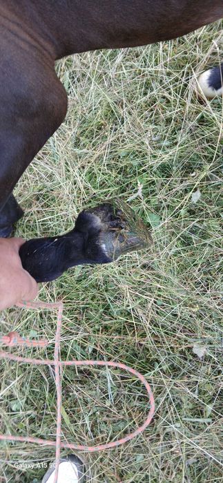 Kuc 110 cm ogierek sprzedam