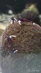 Krewetki Sulawesi - Caridina Dennerli (kardynałki)